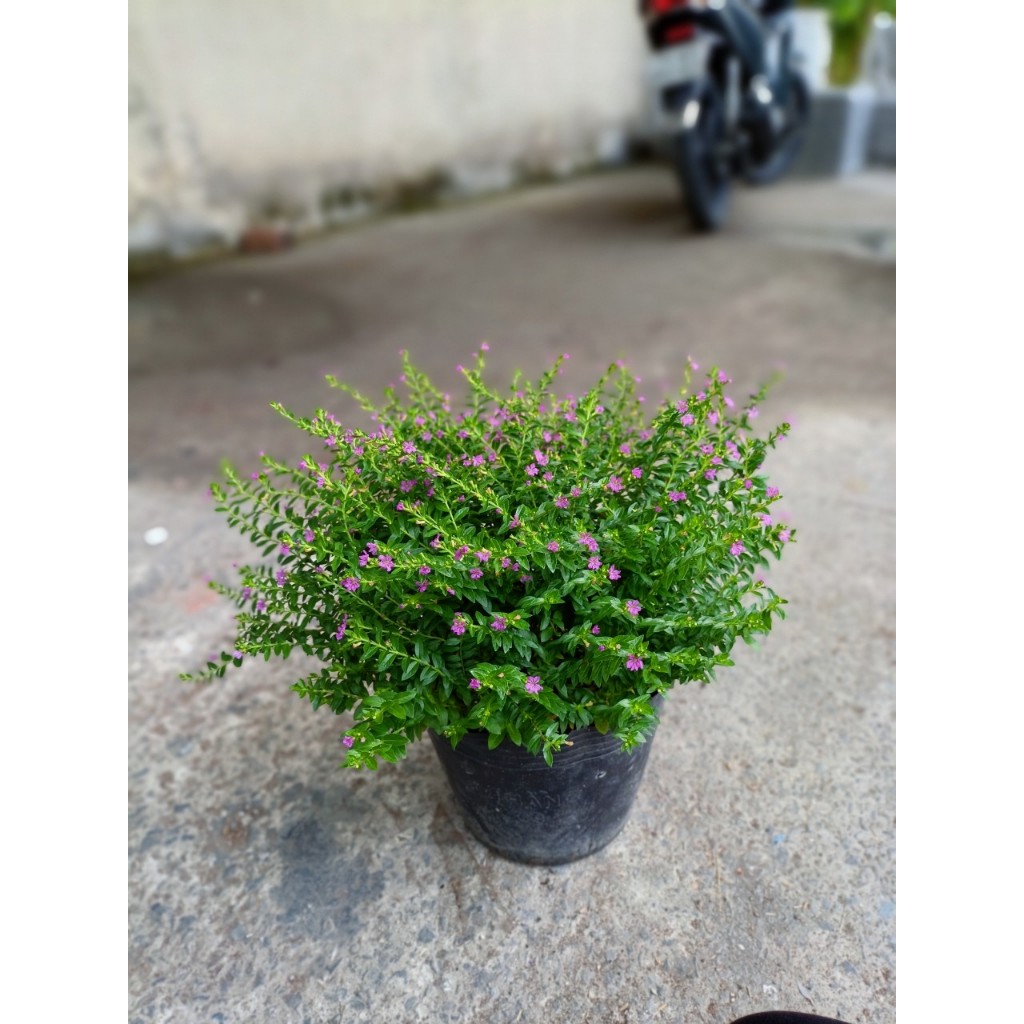 Cây cẩm tú mai chậu lớn (chỉ giao hỏa tốc HCM)