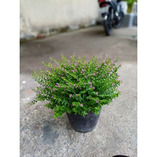 Cây cẩm tú mai chậu lớn