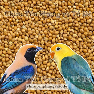 2kg hạt kê vàng/kê bóng vàng • Thức ăn: Chim Cảnh, Gà Kiểng, Hamster...