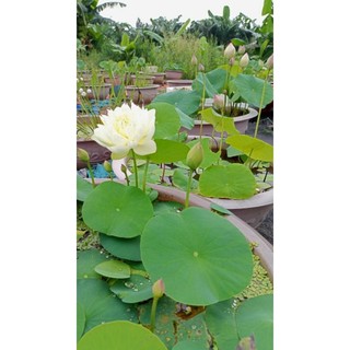 Sen trắng cánh kép, lôi cuốn mọi ánh mắt