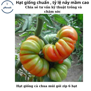 Hạt giống cà chua múi quả to