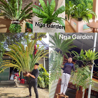 Cây tổ quạ tổ phụng cây ghép lan