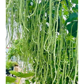 🍀Hạt Giống Đậu Đũa Xanh🍀 Siêu Quả Gói 10 Gam Hạt cực kỳ năng suất