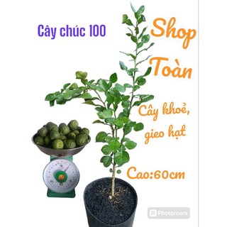 Cây chanh thái. cây chúc lỡ hơn 1 năm 100k
