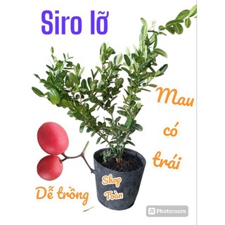 Cây siro lỡ GIÁ RẺ. Trồng làm kiểng. Trái rất đẹp