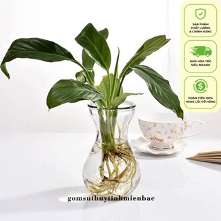 Lọ hoa thủy tinh/ Bình hoa thủy tinh miệng loe trang trí, trồng thủy sinh