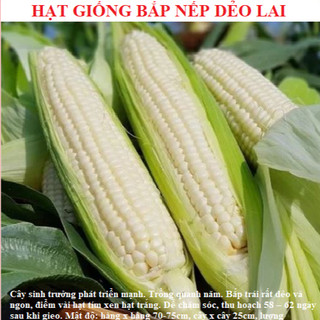 Hạt giống Ngô nếp Thái Lan là loại ngô nếp có hạt màu trắng sữa, ngắn ngày