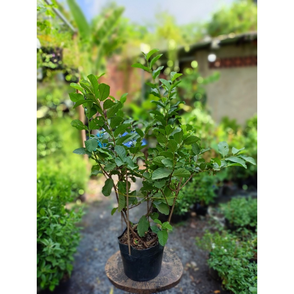 Cây ổi nữ hoàng 60-70cm chưa trái (chỉ giao hỏa tốc HCM)