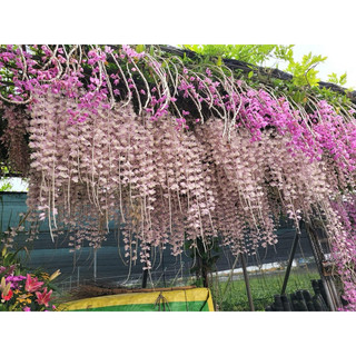 20 Cây Giống Lan Giả Hạc - 10 loại khác nhau