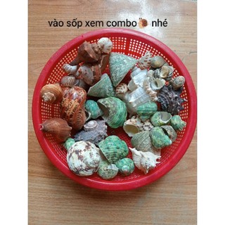  vỏ ốc rỗng dùng trang trí bể thủy sinh hay dùng cho ốc mượn hồn thay vỏ 