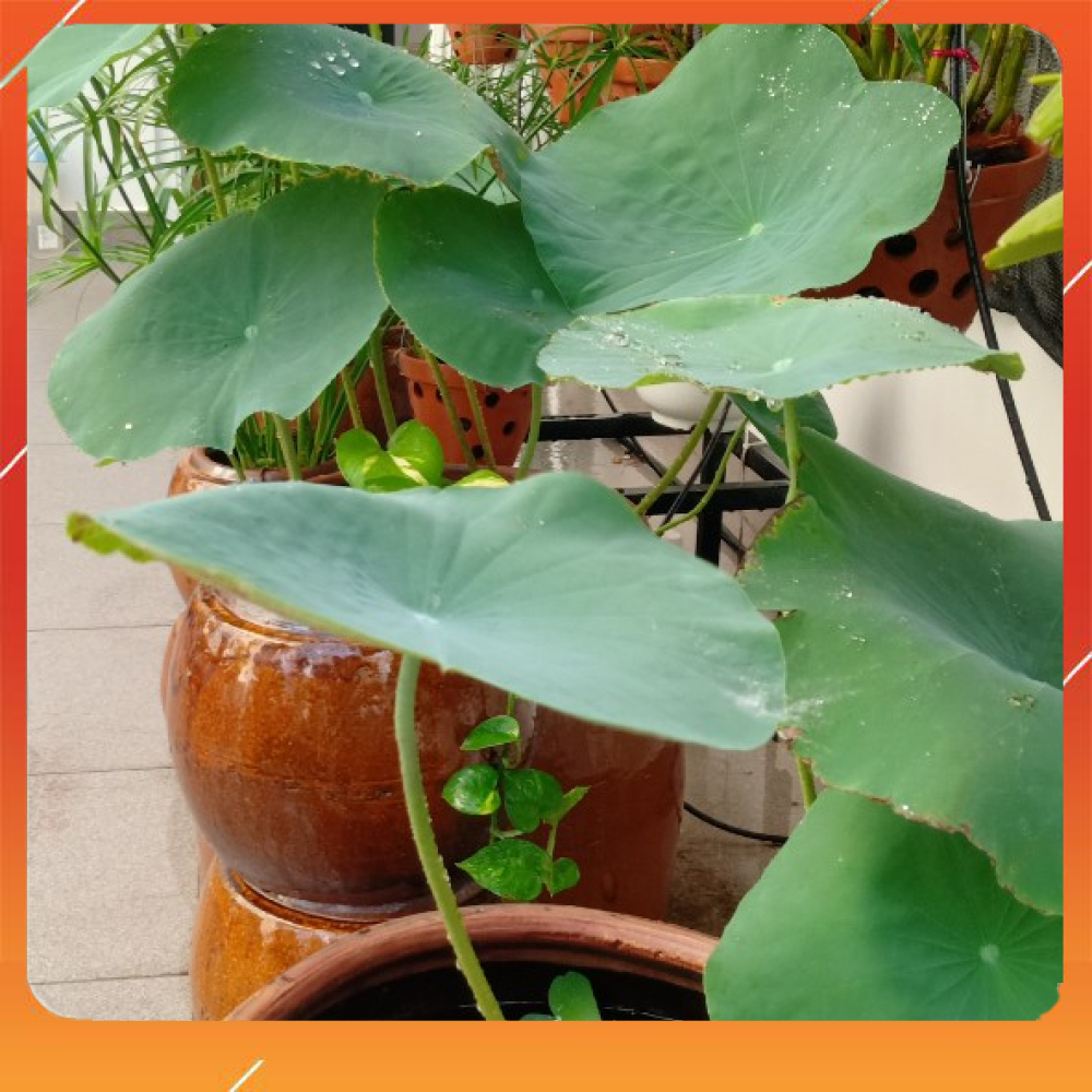 Chậu trồng cây, chậu trồng sen nuôi cá, chậu trồng thủy sinh, chum ngâm nước, chứa nước