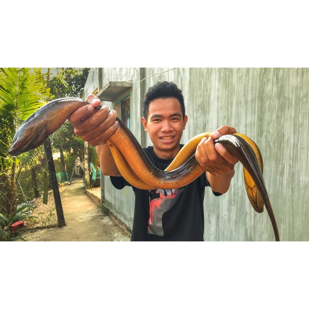 Bộ 3 lưỡi câu lươn đồng chất liệu thép inox 304 siêu sắc bén đã cột Sẵn dây cước