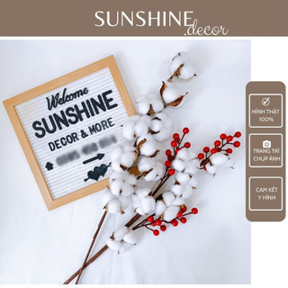 Cành Hoa Bông Gòn Khô Cotton Flower Đào Đông Trang Trí Chụp Ảnh - Thân Sắt - 7 Bông