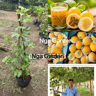 Cây giống chanh leo chanh dây vàng leo giàn siêu quả