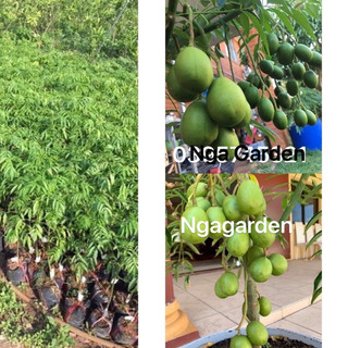 CÂY GIỐNG CÓC THÁI LÙN SIÊU QUẢ RA QUẢ SAU 6 tháng có thể trồng ban công