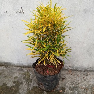Cây Cô tòng đuôi lươn lá kim, lá vàng, sặc sỡ sắc màu