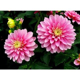 Hạt giống hoa thược dược lùn