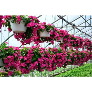 Hạt giống hoa dừa cạn