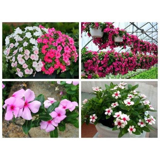 Hạt giống hoa dừa cạn