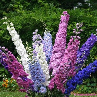 hạt giống hoa phi yên - violet