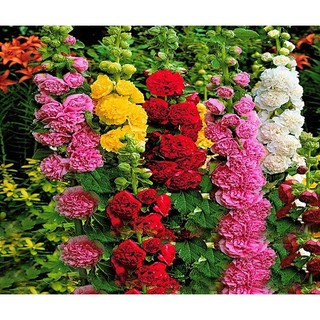 Hạt giống hoa Thục Quỳ Tím ( Mãn Đỉnh Hồng)