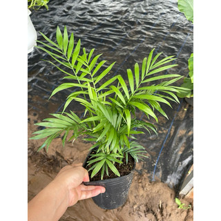 Cây Cau Tiểu Trâm - cây để bàn, cây nội thất