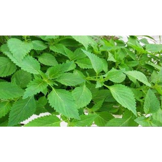 Hạt giống rau kinh giới