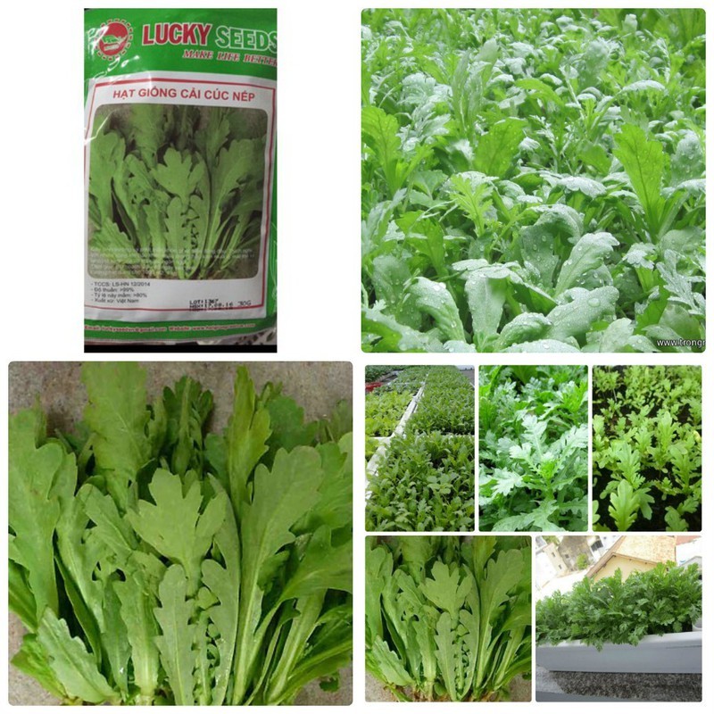 Hạt giống cải cúc nếp