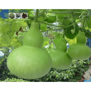 Hạt giống bầu hồ lô F1