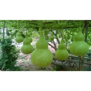 Hạt giống bầu hồ lô F1