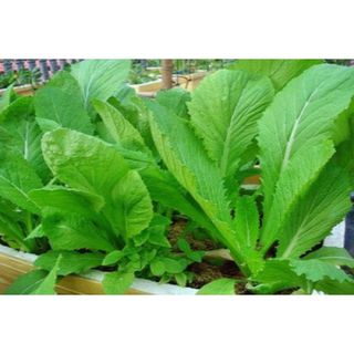 Hạt giống cải bẹ xanh mỡ
