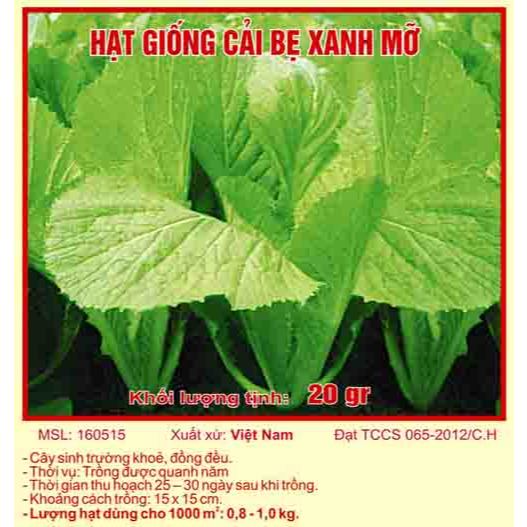 Hạt giống cải bẹ xanh mỡ