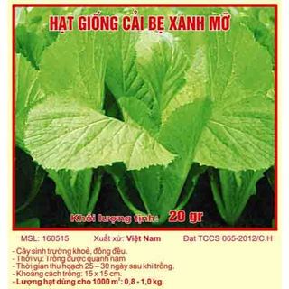 Hạt giống cải bẹ xanh mỡ