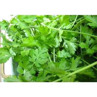 Hạt giống rau mùi