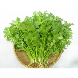 Hạt giống rau mùi