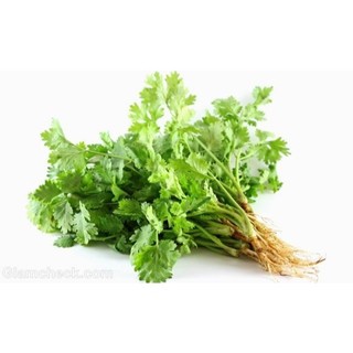 Hạt giống rau mùi