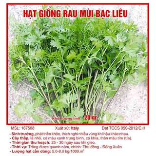 Hạt giống rau mùi