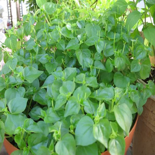 Hạt giống rau càng cua