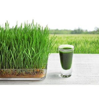 Hạt giống lúa mạch gói 100g