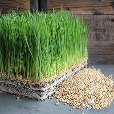 Hạt giống lúa mạch gói 100g