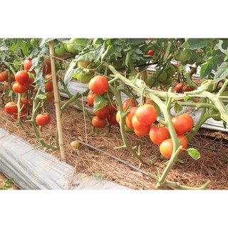 Hạt giống cà chua khổng lồ