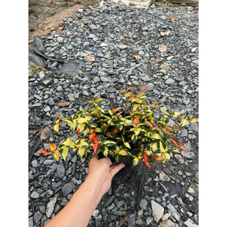 Chậu nhựa mềm thằn lằn ngũ sắc
