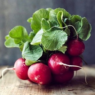 Hạt giống củ cải đỏ chery