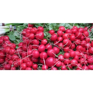 Hạt giống củ cải đỏ chery