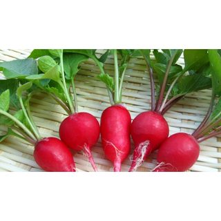 Hạt giống củ cải đỏ chery