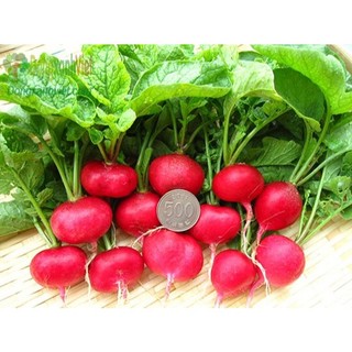 Hạt giống củ cải đỏ chery