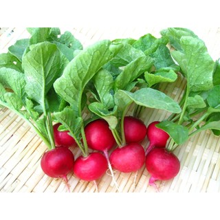 Hạt giống củ cải đỏ chery