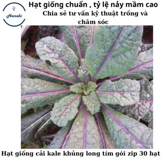 hạt giống cải kale khủng long tím f1 mỹ