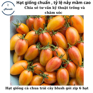 Hạt giống cà chua trái cây vàng Blush F1 Mỹ