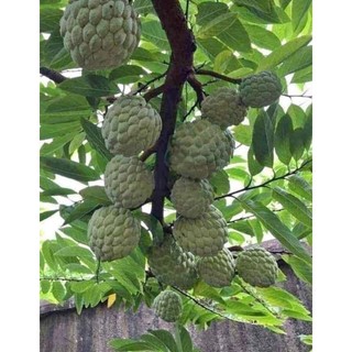 Cây giống na rai Lạng Sơn